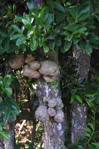 Tambourissa quadrifida fruit - Dennis Hansen